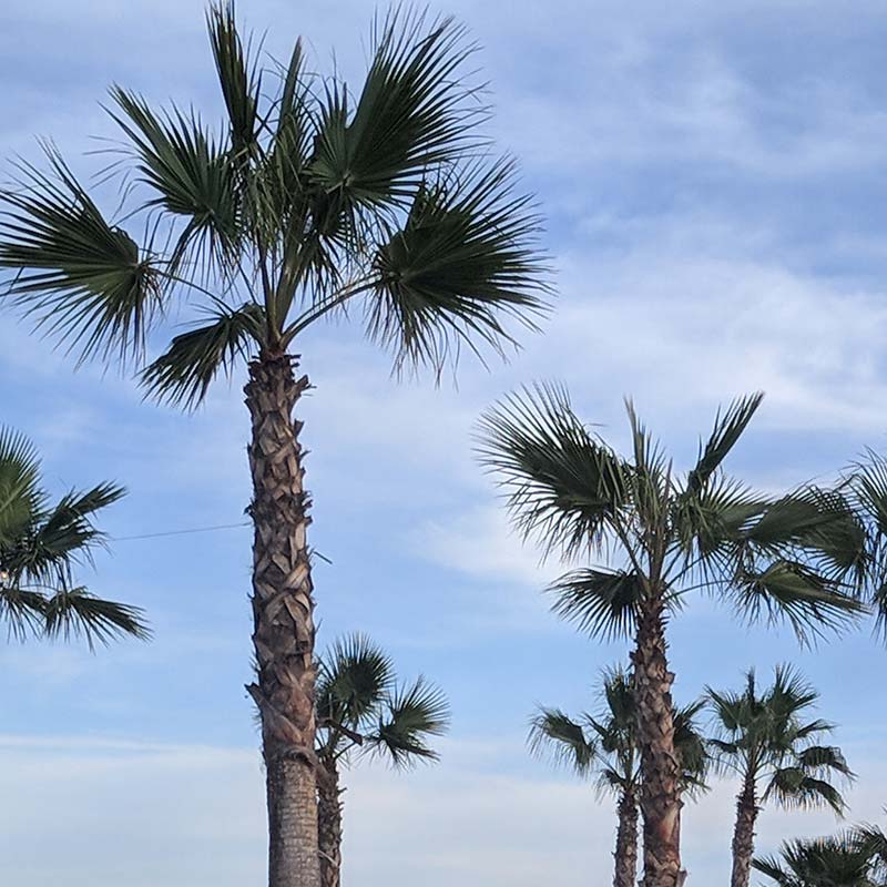 Palm trees placeholder