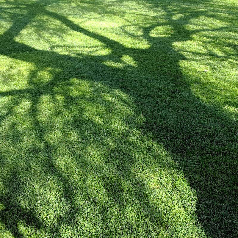 Tree shadow placeholder