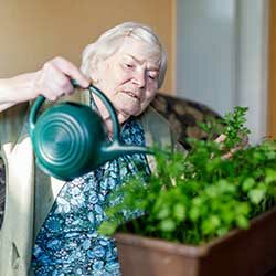 elderly woman watering plants in her home