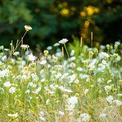 flowers in field by Nick Artman on Unsplash